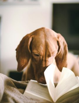 boekennacht (3)